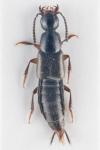 Philonthus quisquiliarius