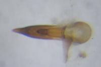 Philonthus quisquiliarius