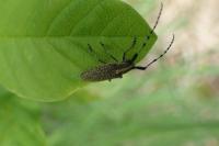 Agapanthia villosoviridescens