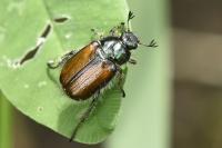 Phyllopertha horticola