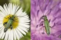 Oedemera nobilis