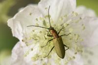 Chrysanthia viridissima
