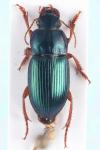 Harpalus rubripes