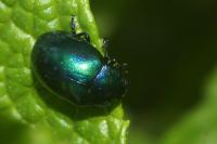 Chrysolina coerulans
