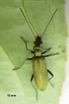 Chrysanthia viridissima