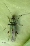 Oedemera nobilis