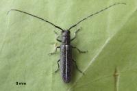 Calamobius filum