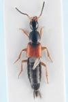 Philonthus rubripennis