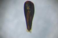 Paederidus rubrothoracicus