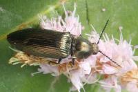 Ctenicera pectinicornis