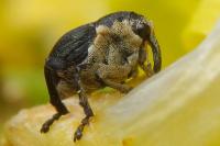 Mononychus punctumalbum