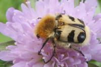 Trichius fasciatus