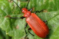 Pyrochroa serraticornis