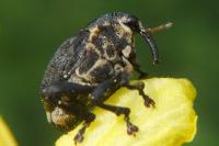 Mononychus punctumalbum