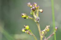 Cionus hortulanus