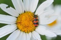 Trichodes apiarius