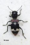 Clerus mutillarius