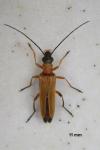 Oedemera podagrariae