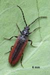 Omalisus fontisbellaquei