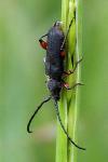 Ropalopus femoratus