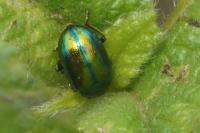 Chrysolina fastuosa