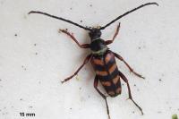 Leptura aurulenta