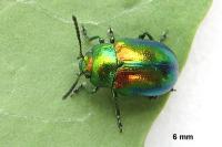 Chrysolina fastuosa
