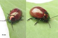 Chrysolina polita