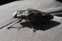 Chalcophora mariana