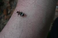 Thanasimus formicarius