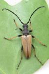 Stictoleptura rubra