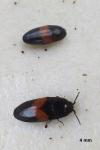 Drapetes mordelloides