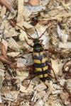 Leptura aurulenta