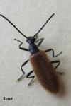 Lagria hirta