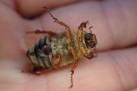 Amphimallon