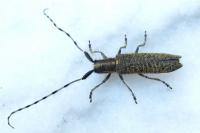 Agapanthia villosoviridescens