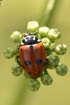 Hippodamia variegata