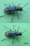 Clanoptilus elegans