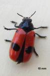 Clytra laeviuscula