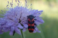 Trichodes alvearius