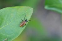Lagria atripes