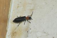 Tillus elongatus