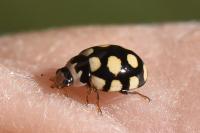 Coccinula quatuordecimpustulata