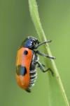 Clytra laeviuscula
