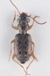 Asaphidion curtum