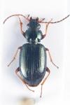 Bembidion deletum