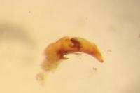 Asaphidion curtum
