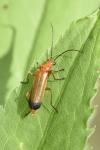Rhagonycha fulva