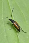 Stenurella melanura