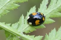 Harmonia axyridis